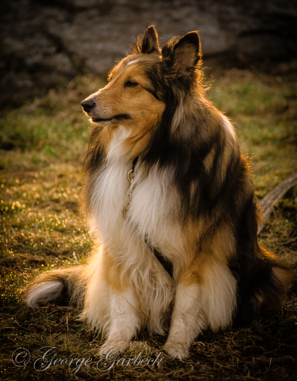 Canines